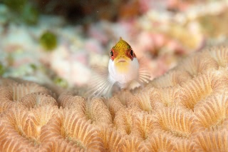 「ホシゴンベ(blackside hawkfish)」のサムネイル画像