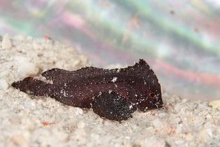 「ハダカハオコゼ」のサムネイル画像