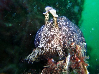 「ズモモモモッ」のサムネイル画像