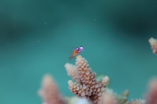 「アカメハゼ」のサムネイル画像