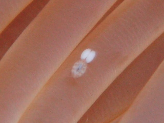 「無題」のサムネイル画像