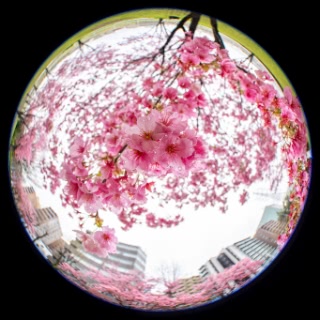 「ヨウコウザクラ(陽光桜)」のサムネイル画像