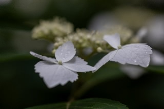 「ガクアジサイ(額紫陽花)」のサムネイル画像