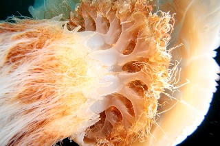 「エチゼンクラゲ」のサムネイル画像