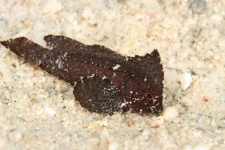 「ハダカハオコゼ」のサムネイル画像