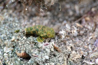 「ピクチャ－ドラゴネット(picture dragonet)」のサムネイル画像