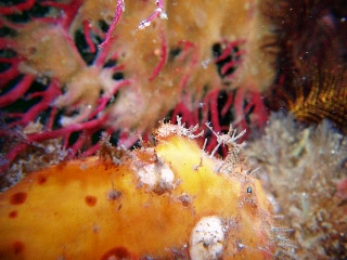 「ベニイザリウオ(ベニカエルアンコウ)」のサムネイル画像