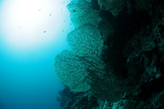 「無題」のサムネイル画像