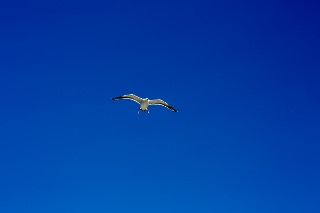 「セグロカモメ」のサムネイル画像