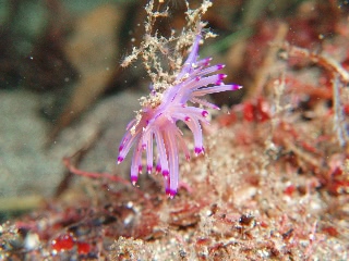 「セスジミノウミウシ」のサムネイル画像