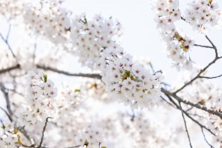 「ソメイヨシノ(染井吉野)」のサムネイル画像