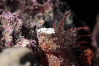 「ハオコゼ」のサムネイル画像