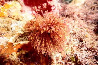 「無題」のサムネイル画像