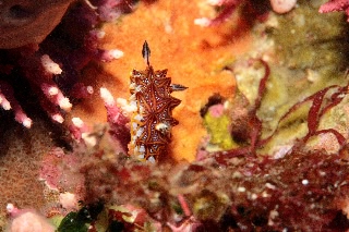 「モザイクウミウシ」のサムネイル画像