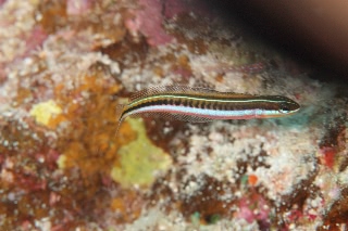 「無題」のサムネイル画像