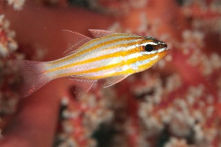 「キンセンイシモチ(Southern orange-lined cardinal fish)」のサムネイル画像