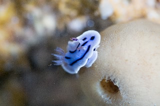 「ミゾレウミウシ」のサムネイル画像