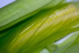 「レインボーコーン(虹色トウモロコシ,七色トウモロコシ,グラスジェムコーン,ジュエリーコーン)」のサムネイル画像