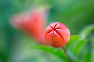 「ザクロ」のサムネイル画像