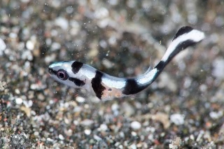 「コロダイ」のサムネイル画像