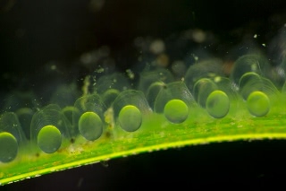 「ヒメイカ」のサムネイル画像