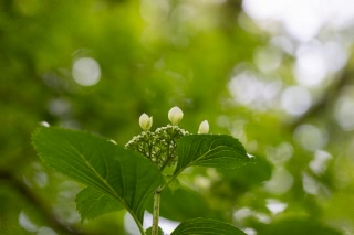 「ガクアジサイ(額紫陽花)」のサムネイル画像