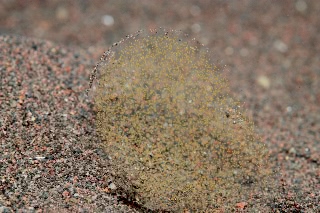 「謎生物」のサムネイル画像