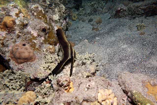 「アカククリ(Long finned batfish,Dusky batfish)」のサムネイル画像