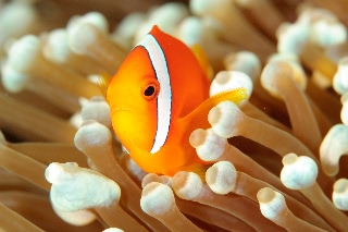 「クマノミ(Anemonefish)」のサムネイル画像
