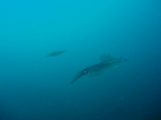 「ヤリイカ」のサムネイル画像