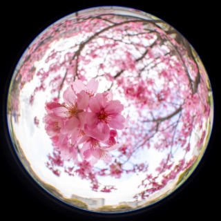 「ヨウコウザクラ(陽光桜)」のサムネイル画像