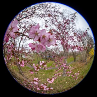 「オオヤマザクラ(エゾヤマザクラ,ベニヤマザクラ)」のサムネイル画像