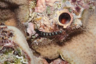 「ウミウシの仲間」のサムネイル画像