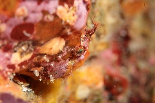 「イザリウオの仲間」のサムネイル画像