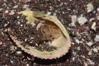 「ウミウシの仲間」のサムネイル画像