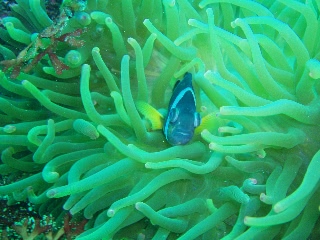 「クマノミ(Anemonefish)」のサムネイル画像