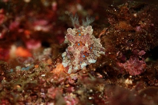 「ミヤコウミウシ」のサムネイル画像