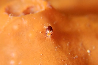 「ホテイヨコエビ科の一種」のサムネイル画像