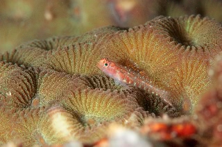 「オオゴチョウイソハゼの一種(背ビレちゃん)」のサムネイル画像