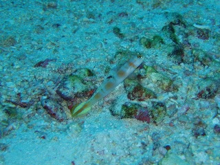 「ヤノダテハゼ(Flag-tail shrimp Goby)」のサムネイル画像
