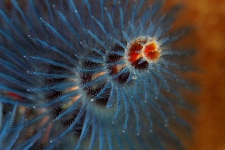 「イバラカンザシ(Christmas tree worm)」のサムネイル画像