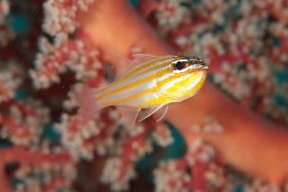 「キンセンイシモチ(Southern orange-lined cardinal fish)」のサムネイル画像