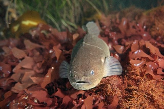 「ホテイウオ(ゴッコ)」のサムネイル画像