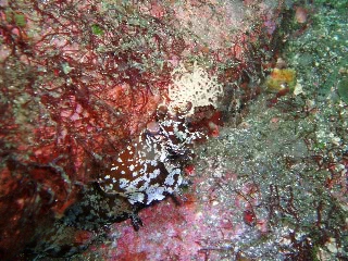 「産卵中」のサムネイル画像