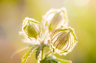「ギンセンカ(ハイビスカス・トリオナム,銀銭花)」のサムネイル画像