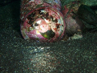 「ミジンベニハゼ」のサムネイル画像