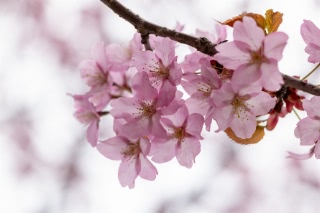 「オオヤマザクラ(エゾヤマザクラ,ベニヤマザクラ)」のサムネイル画像