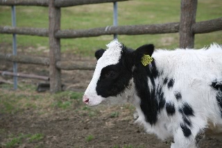 「ふさふさ」のサムネイル画像