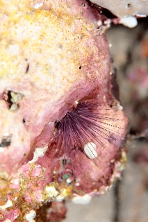 「ウニの仲間」のサムネイル画像