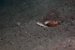 「オトメハゼ(Orange-spotted Sleepergoby)」のサムネイル画像